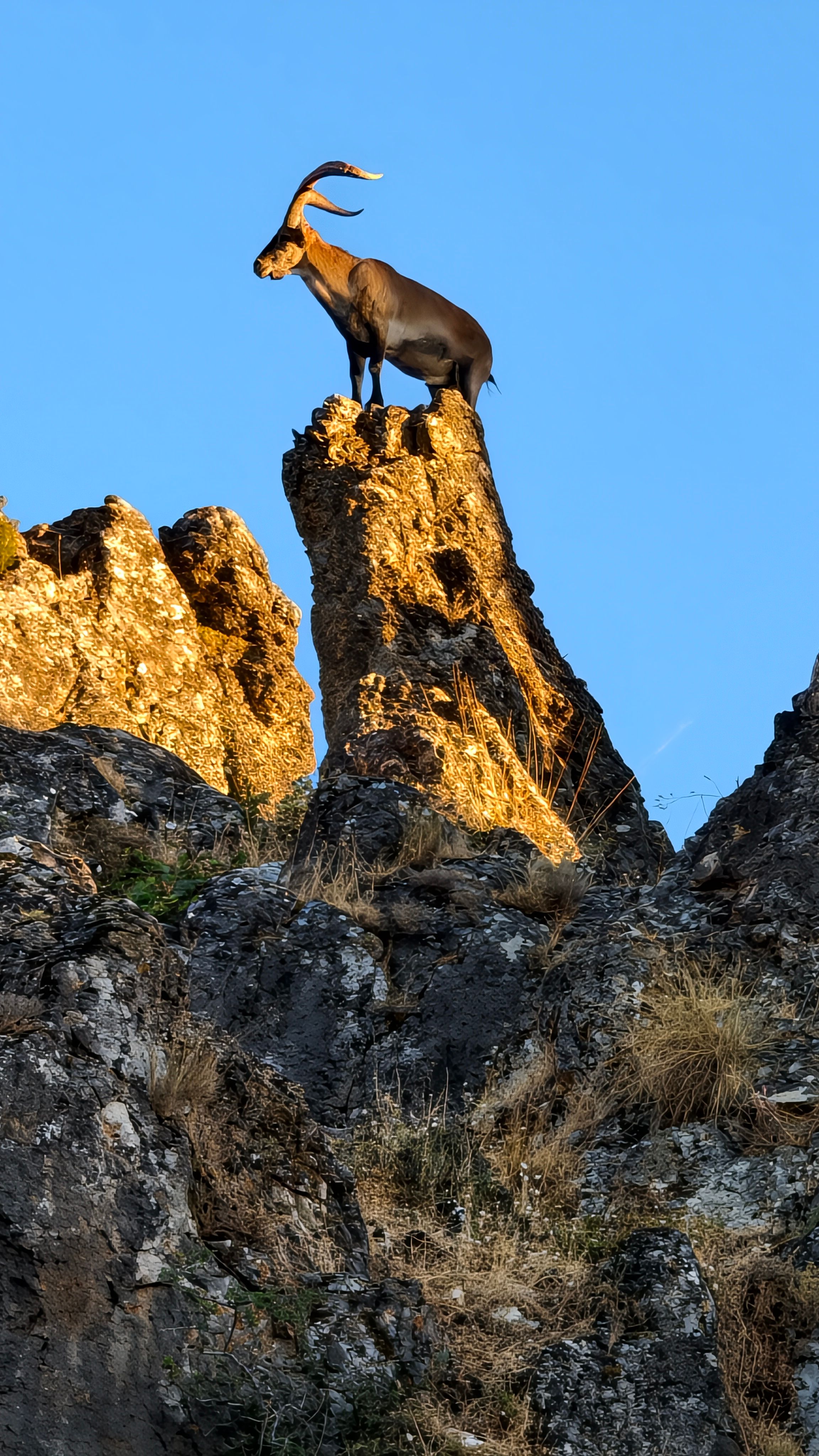 photograph of a goat perched atop a cliff